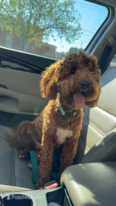 Teddy – Miniature Goldendoodle puppy for sale in Lyons, GA