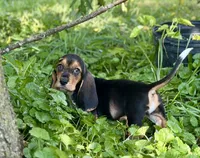 Handsome Dan , a male Basset Hound for sale in Lexington, KY – 2 of 10
