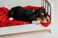 Avery, a male Basset Hound for sale in Lexington, KY – 9 of 10