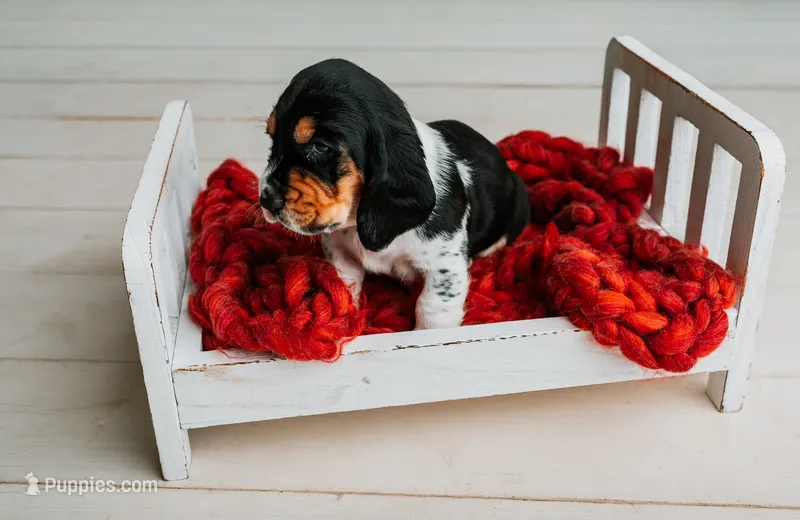 Speck  – Basset Hound puppy for sale in Lexington, KY