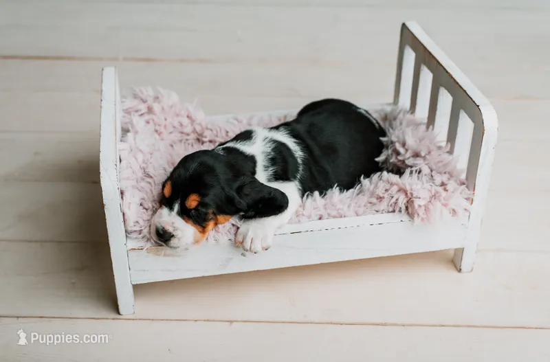 Daisy – Basset Hound puppy for sale in Lexington, KY