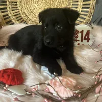 VIOLET, a female German Shepherd Dog for sale in Lexington, KY – Photo 6 of 8