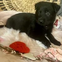 VIOLET, a female German Shepherd Dog for sale in Lexington, KY – Photo 7 of 8