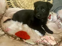 VIOLET, a female German Shepherd Dog for sale in Lexington, KY – Photo 7 of 8