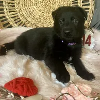 VIOLET, a female German Shepherd Dog for sale in Lexington, KY – Photo 3 of 8