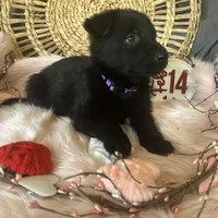 VIOLET, a female German Shepherd Dog for sale in Lexington, KY – Photo 1 of 8