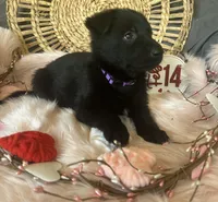 VIOLET, a female German Shepherd Dog for sale in Lexington, KY – Photo 1 of 8