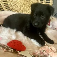 VIOLET, a female German Shepherd Dog for sale in Lexington, KY – Photo 2 of 8