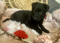 VIOLET, a female German Shepherd Dog for sale in Lexington, KY – Photo 2 of 8