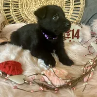VIOLET, a female German Shepherd Dog for sale in Lexington, KY – Photo 5 of 8