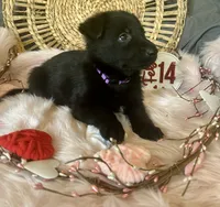 VIOLET, a female German Shepherd Dog for sale in Lexington, KY – Photo 5 of 8