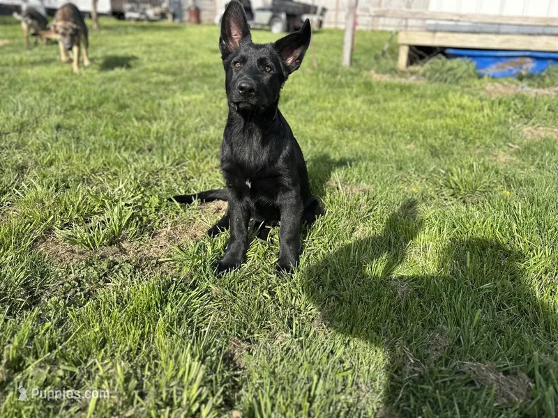 VIOLET – German Shepherd Dog puppy for sale in Lexington, KY