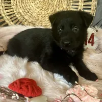 VIOLET, a female German Shepherd Dog for sale in Lexington, KY – Photo 8 of 8