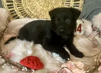 VIOLET, a female German Shepherd Dog for sale in Lexington, KY – Photo 8 of 8