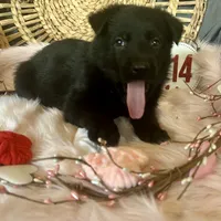 VIOLET, a female German Shepherd Dog for sale in Lexington, KY – Photo 4 of 8