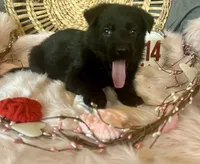 VIOLET, a female German Shepherd Dog for sale in Lexington, KY – Photo 4 of 8