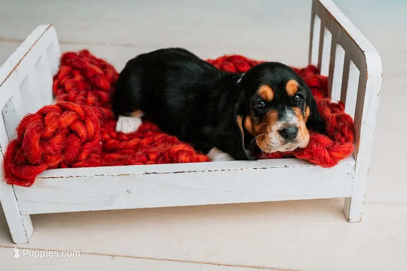 Avery – Basset Hound puppy for sale in Lexington, KY