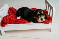 Avery, a male Basset Hound for sale in Lexington, KY – 6 of 10
