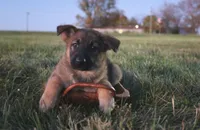 FeeFee, a female German Shepherd Dog for sale in Lexington, KY – Photo 2 of 4