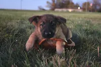FeeFee, a female German Shepherd Dog for sale in Lexington, KY – Photo 3 of 4