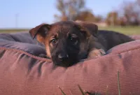 FeeFee, a female German Shepherd Dog for sale in Lexington, KY – Photo 1 of 4