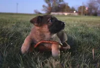 FeeFee, a female German Shepherd Dog for sale in Lexington, KY – Photo 4 of 4