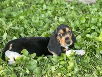 Kimmie, a female Basset Hound for sale in Lexington, KY – 7 of 10