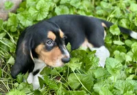 Avery, a male Basset Hound for sale in Lexington, KY – 2 of 10