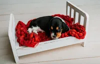 Speck , a male Basset Hound for sale in Lexington, KY – 7 of 10