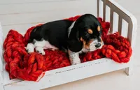 Speck , a male Basset Hound for sale in Lexington, KY – 3 of 10