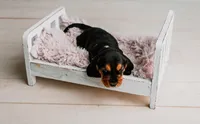 Kimmie, a female Basset Hound for sale in Lexington, KY – 6 of 10