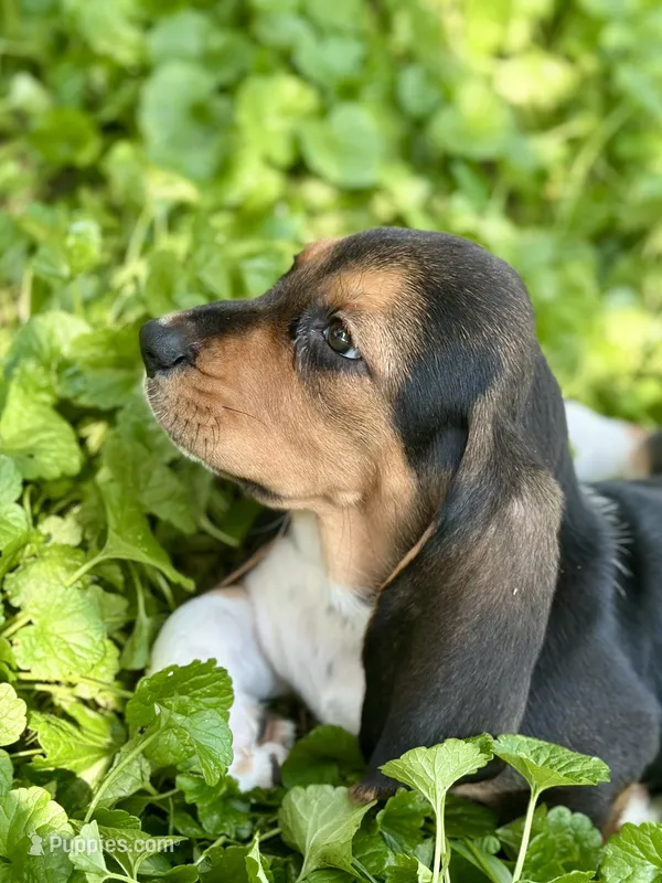 Handsome Dan  – Basset Hound puppy for sale in Lexington, KY