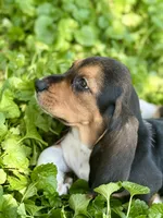 Handsome Dan , a male Basset Hound for sale in Lexington, KY – 1 of 10