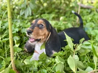 Kimmie, a female Basset Hound for sale in Lexington, KY – 4 of 10