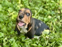 Handsome Dan , a male Basset Hound for sale in Lexington, KY – 10 of 10