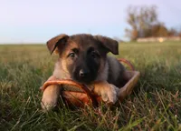 Frisky, a female German Shepherd Dog for sale in Lexington, KY – Photo 1 of 4