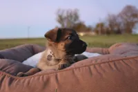 Frisky, a female German Shepherd Dog for sale in Lexington, KY – Photo 2 of 4