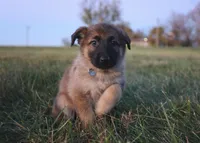Frisky, a female German Shepherd Dog for sale in Lexington, KY – Photo 3 of 4