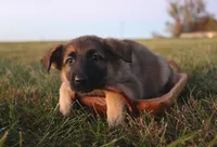 Frisky, a female German Shepherd Dog for sale in Lexington, KY – Photo 4 of 4