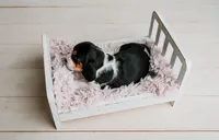 Daisy, a female Basset Hound for sale in Lexington, KY – 3 of 10