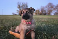 Fairy, a female German Shepherd Dog for sale in Lexington, KY – Photo 1 of 4