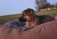 Fairy, a female German Shepherd Dog for sale in Lexington, KY – Photo 3 of 4