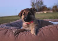 Fairy, a female German Shepherd Dog for sale in Lexington, KY – Photo 2 of 4
