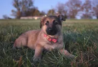 Fairy, a female German Shepherd Dog for sale in Lexington, KY – Photo 4 of 4