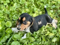 Avery, a male Basset Hound for sale in Lexington, KY – 4 of 10