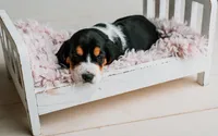 Daisy, a female Basset Hound for sale in Lexington, KY – 10 of 10