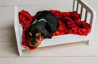 Handsome Dan , a male Basset Hound for sale in Lexington, KY – 7 of 10