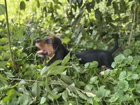 Kimmie, a female Basset Hound for sale in Lexington, KY – 8 of 10