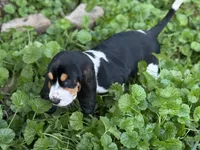 Daisy, a female Basset Hound for sale in Lexington, KY – 8 of 10