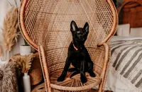 Hazel, a female German Shepherd Dog for sale in Lexington, KY – Photo 4 of 10